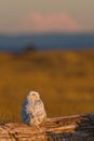 Snowy Owl (Bubo scandiacus).